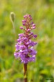 /album/orchidees/gymnadenia-conopsea-jpg/